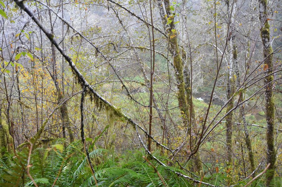 Gould Lake, frame 0971, 2017-11-08