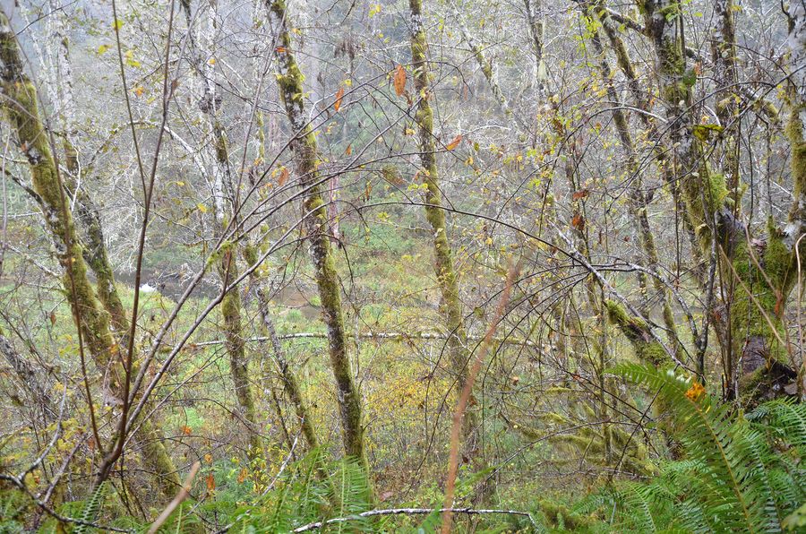 Gould Lake, frame 0973, 2017-11-08