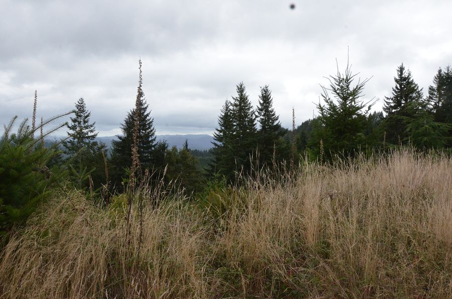 Cougar Pass Pano, frame 0915, 2017-10-10