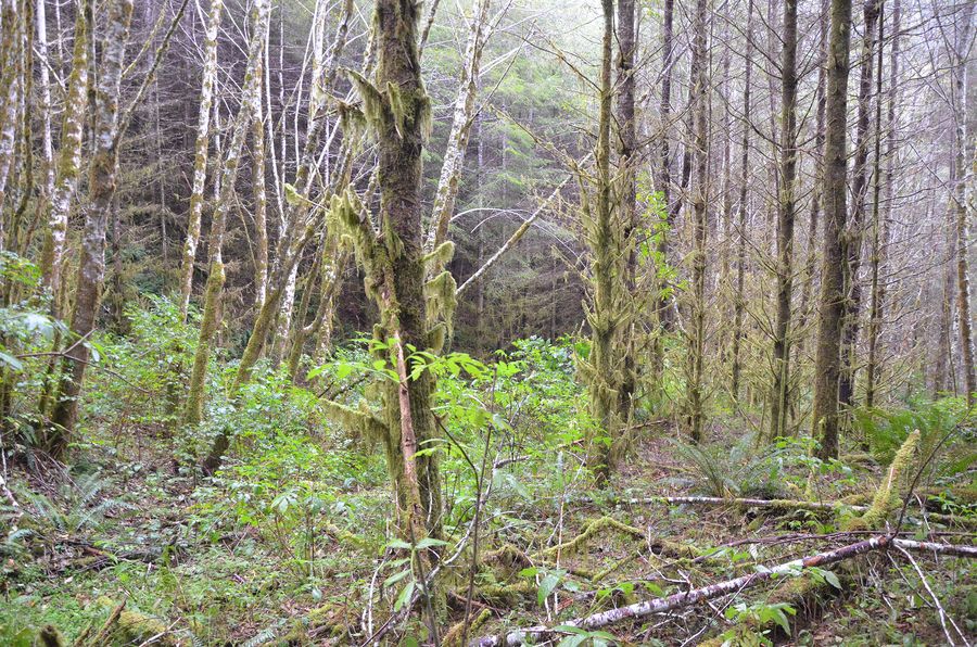 Sullivan Ridge Spring, frame 0947, 2017-11-08