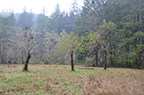 Photograph taken on the Elliott State Forest, November 8, 2017.