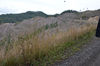 Photograph taken on the Elliott State Forest, October 10, 2017.