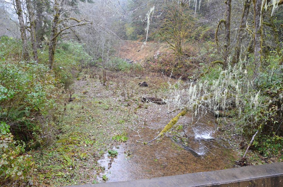 1st Riparian Buffer, frame 0982, 2017-11-08