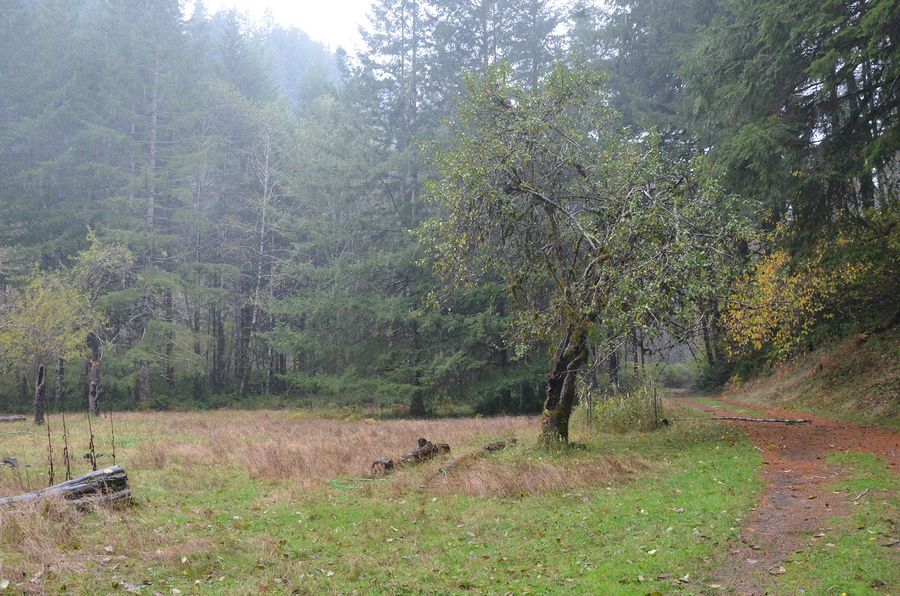 Gould Orchard, frame 0964, 2017-11-08